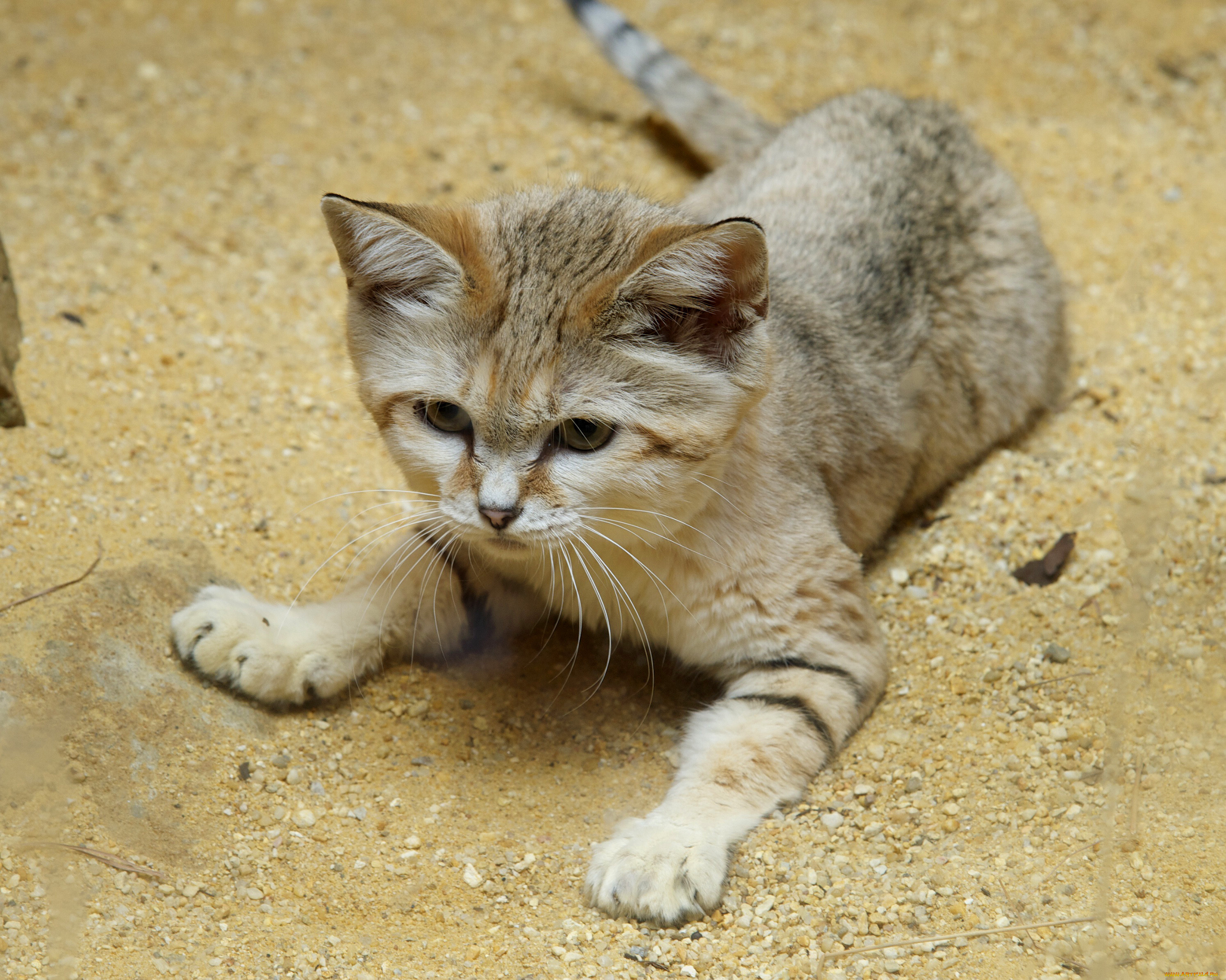 Кошка пустыни. Барханный кот. Песчаная барханная кошка. Песчаная кошка (Felis Margarita). Животные пустыни барханный кот.